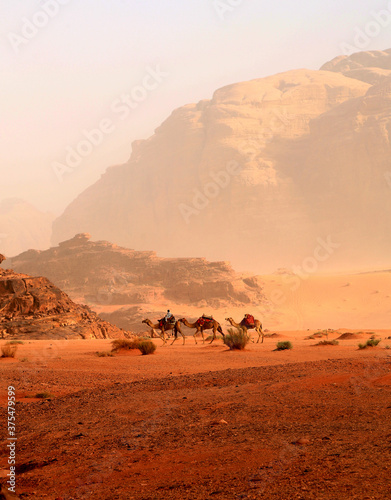 Camels traveling in the desert