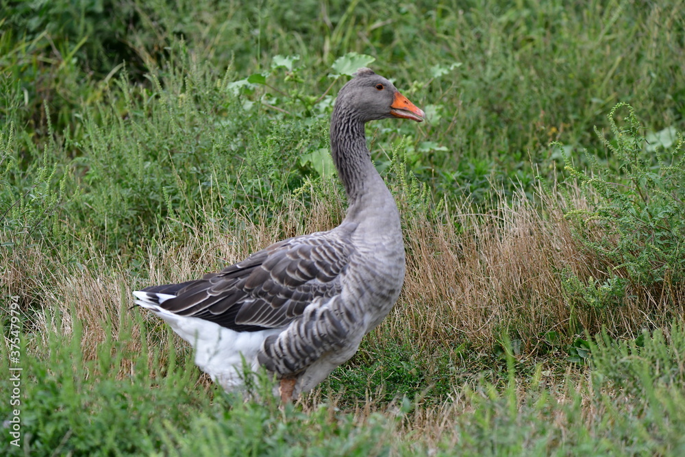 greylag goose in the grass greylag goose in the grass