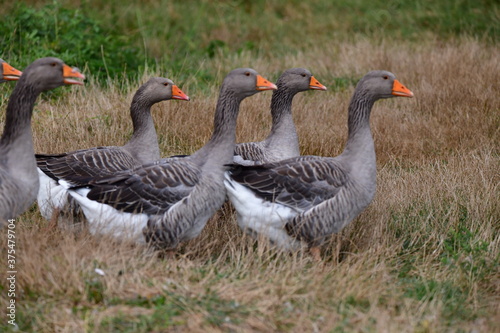 greylag goose in the grass © Elena Bandurka