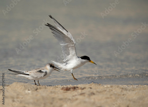 A Saunder tern landing at Busaiteen coast, Bahrain