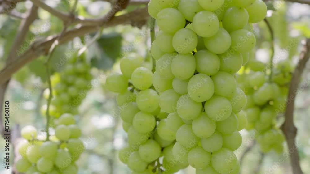 Sun rose grapes grown on trees Sun rose grapes grown on trees