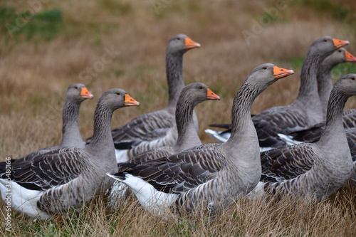 greylag goose in the grass