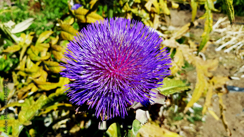 Flor morada de la alcachofa.  Purple artichoke flower.