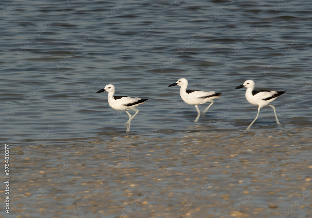 Crab plover moving at Busaiteen coast of Bahrain. A photograph by panning technique Crab plover moving at Busaiteen coast of Bahrain. A photograph by panning technique