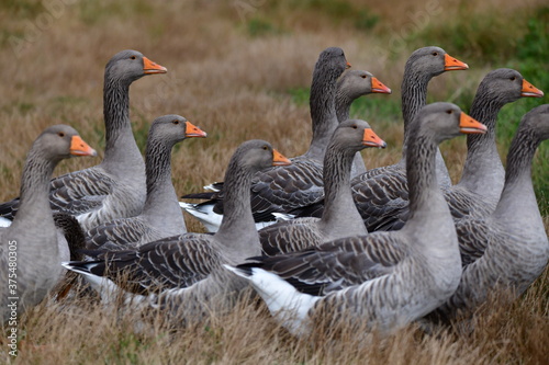 greylag goose in the grass