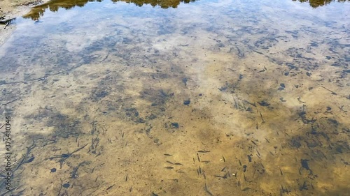 Minnow Fish Glide Through Shallow Lake Shore photo