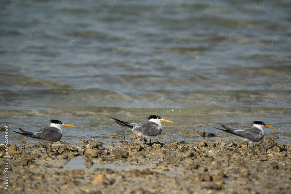 Greater Crested Terns basking at Busiteen coast, Bahrain Greater Crested Terns basking at Busiteen coast, Bahrain