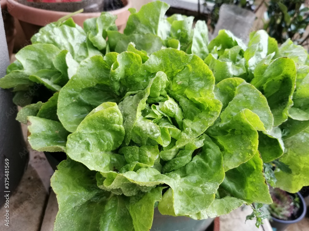 Organic Lettuce in Rain HD Organic Lettuce in Rain HD