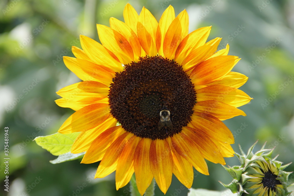 Obraz premium sunflower 6