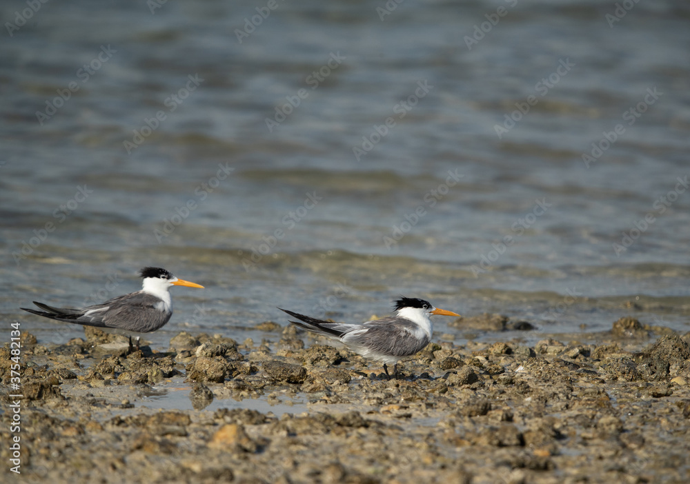 A pair of Greater Crested Tern at Busiateen coast, Bahrain A pair of Greater Crested Tern at Busiateen coast, Bahrain