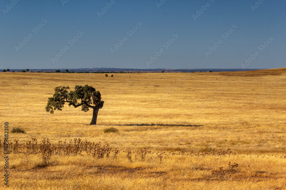 Obraz premium Alentejo typical summer farmland fields and Mediterranean landscape, tourist destination region, Portugal.
