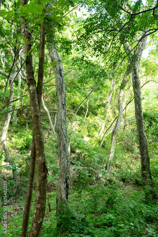arbol arbol