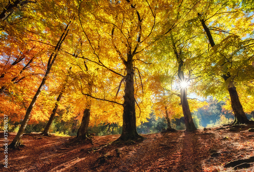 Sun rays through autumn trees. Natural autumn landscape in the forest. Autumn...
