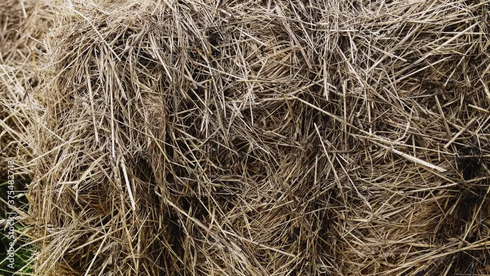 Close-up of yellow straw packed in bales by a harvester. Animal food for the winter. Close-up of yellow straw packed in bales by a harvester. Animal food for the winter.