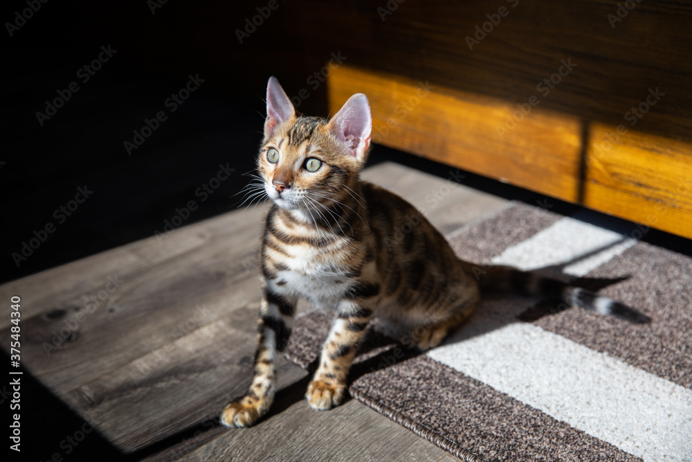 custom made wallpaper toronto digitalPure breed Bengal male kitten/cat