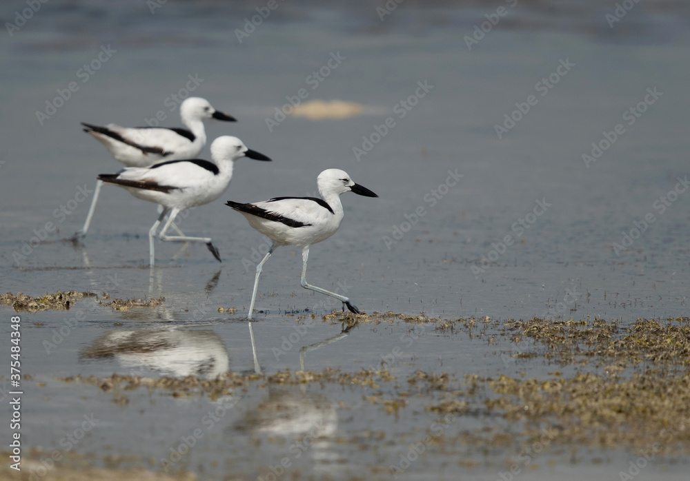 Crab plovers moving in low tide water at Busaiteen coast, Bahrain