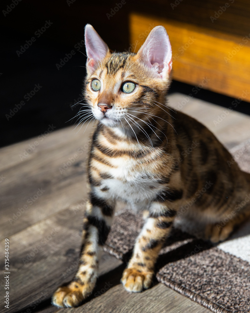 Pure breed Bengal male kitten/cat Pure breed Bengal male kitten/cat