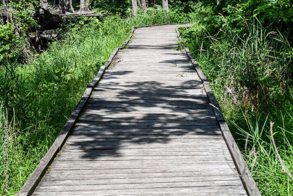 Empty boardwalk hiking path through the forest Empty boardwalk hiking path through the forest
