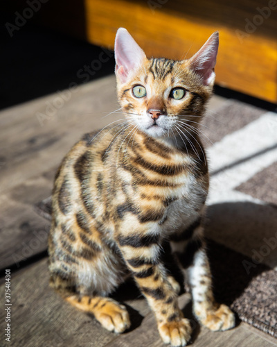 Pure breed Bengal male kitten/cat © Hayk Shalunts