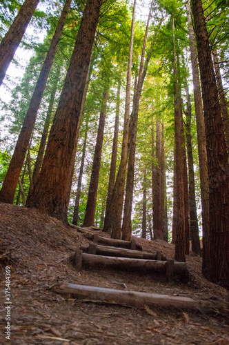 A wooden pathway among the trees in a redwood forest