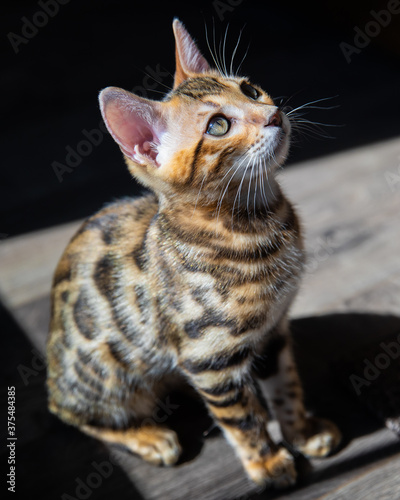 Wallpaper Mural Pure breed Bengal male kitten/cat Torontodigital.ca