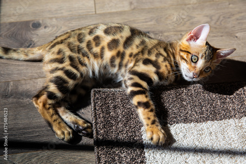 Wallpaper Mural Pure breed Bengal male kitten/cat Torontodigital.ca