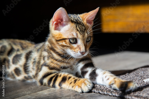 Wallpaper Mural Pure breed Bengal male kitten/cat Torontodigital.ca