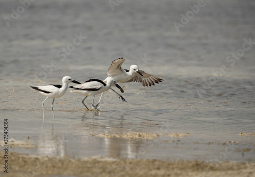 Crab plover trying to snatch carb from other at Busaiteen coast, Bahrain