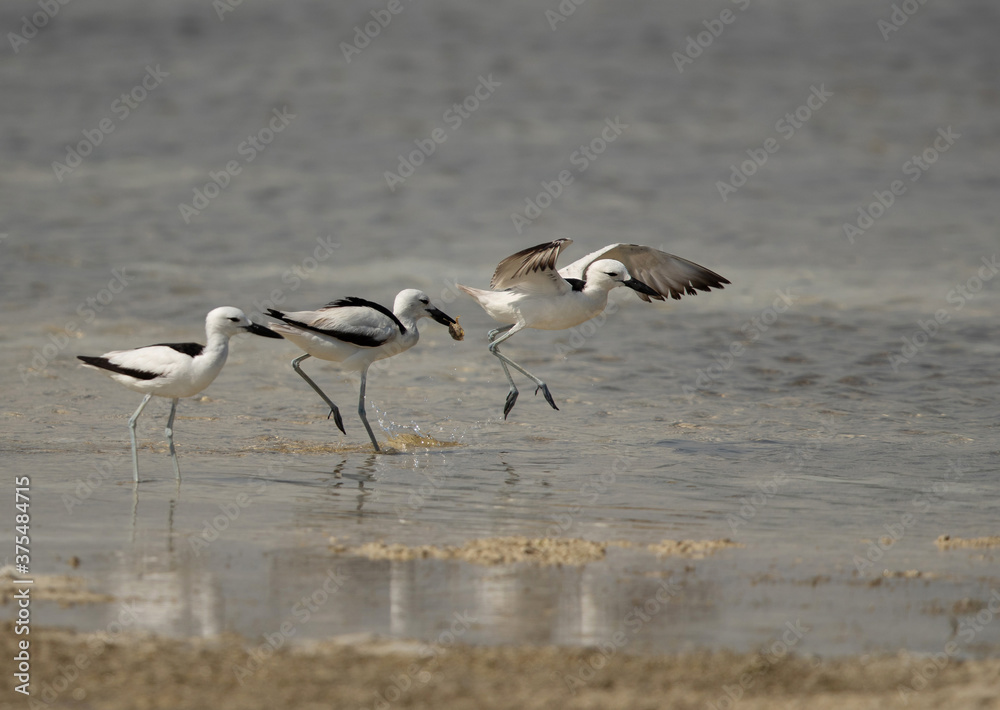 Crab plover runninfg after another at Busaiteen coast, Bahrain Crab plover runninfg after another at Busaiteen coast, Bahrain