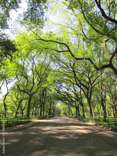 central park trees avenue