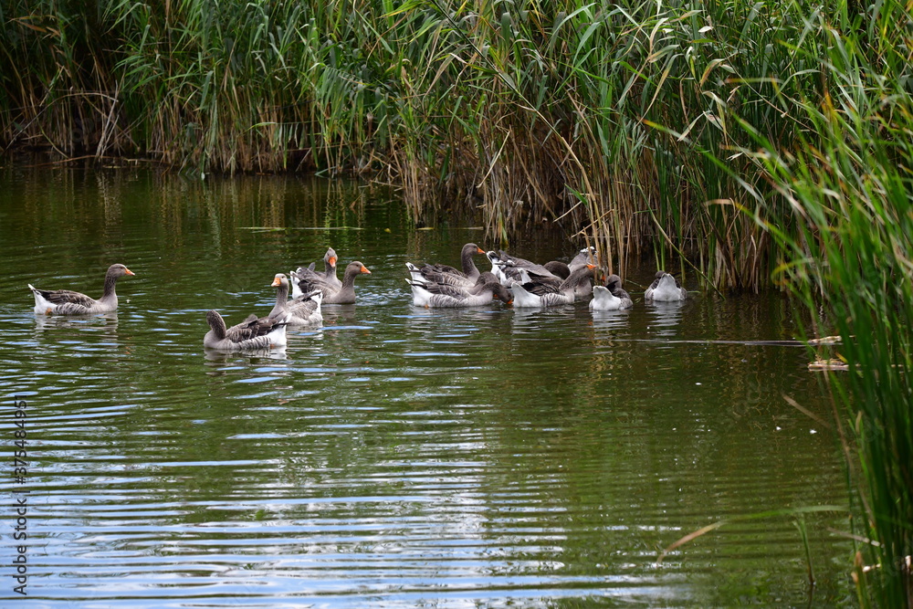 ducks on the water