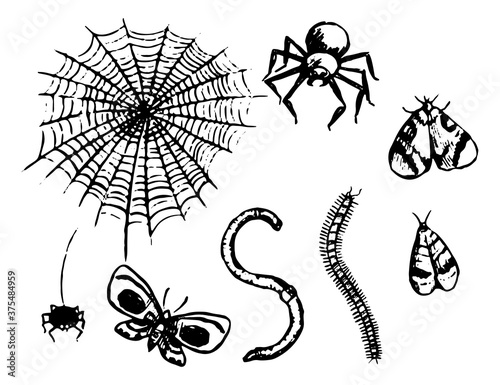 Scary insects doodles set. Simple vector hand drawn illustrations. Collection of halloween drawings isolated on white. Black contour realistic sketches for design, print, card, decor, poster, sticker.