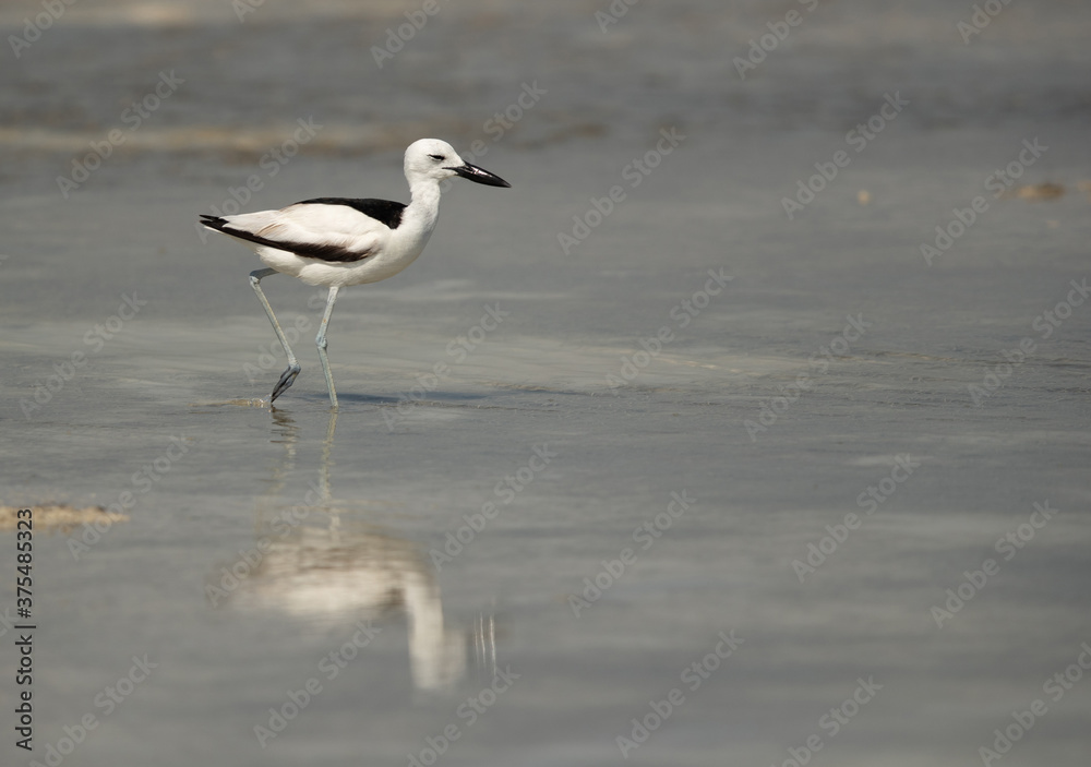 Portrait of a Crab plover at Busaiteen coast, Bahrain Portrait of a Crab plover at Busaiteen coast, Bahrain
