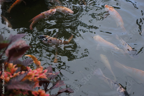 Fototapeta Naklejka Na Ścianę i Meble -  koi fish swimming in the pond