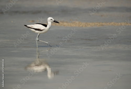 Crab plover and reflection on water  at Busaiteen coast  Bahrain