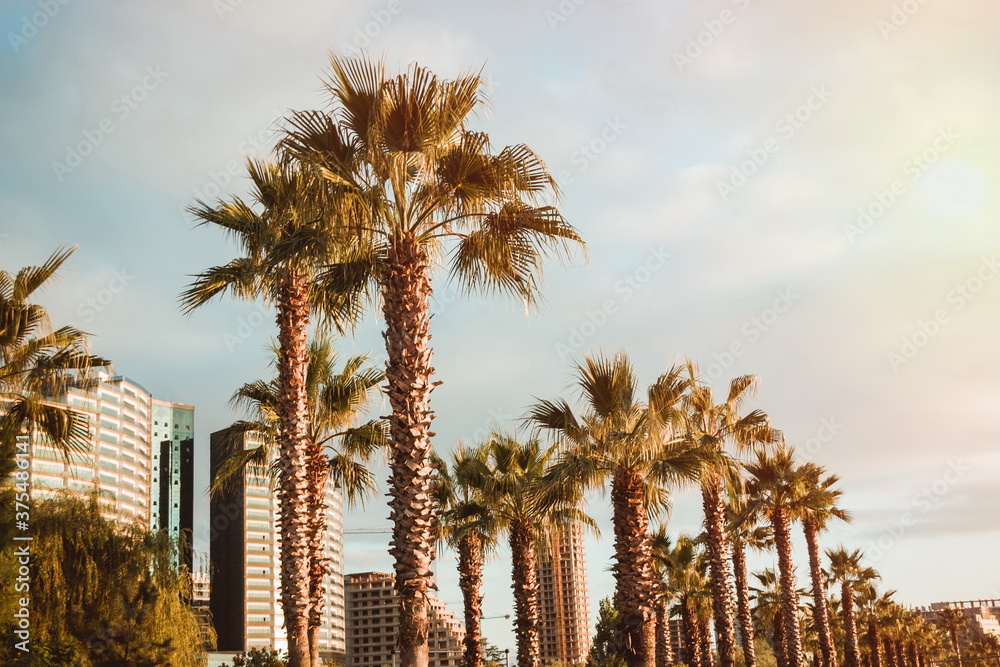 Fototapeta premium Palm trees in the sunset. Batumi. Georgia