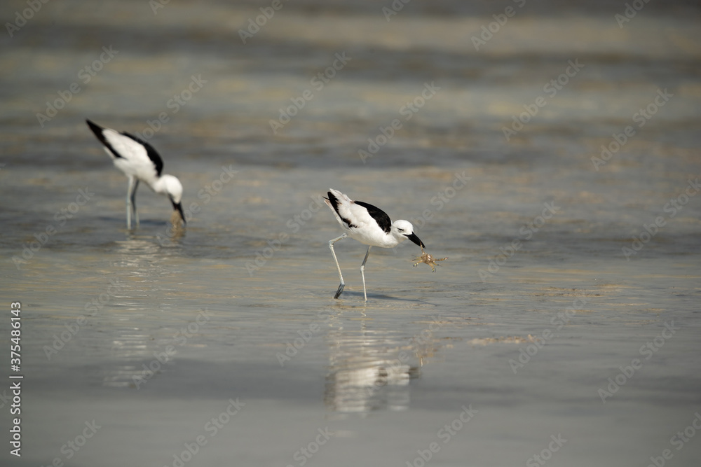 Crab plovers feeding crab at Busaiteen coast, Bahrain Crab plovers feeding crab at Busaiteen coast, Bahrain