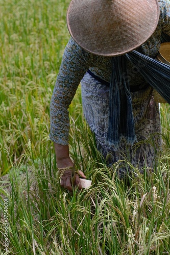 armer planting rice in the field