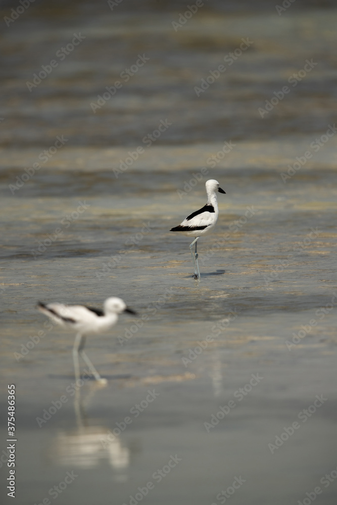 A pair of Crab plovers at Busaiteen coast, Bahrain A pair of Crab plovers at Busaiteen coast, Bahrain