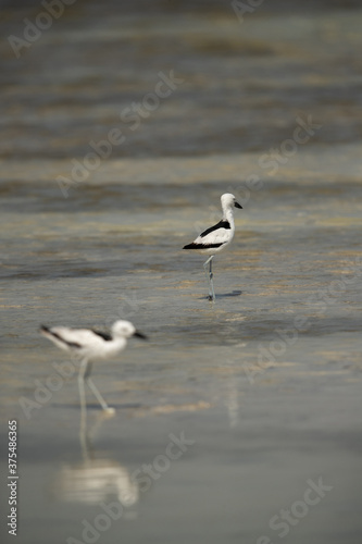 A pair of Crab plovers at Busaiteen coast  Bahrain