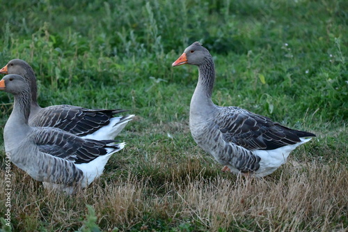  goose on the grass