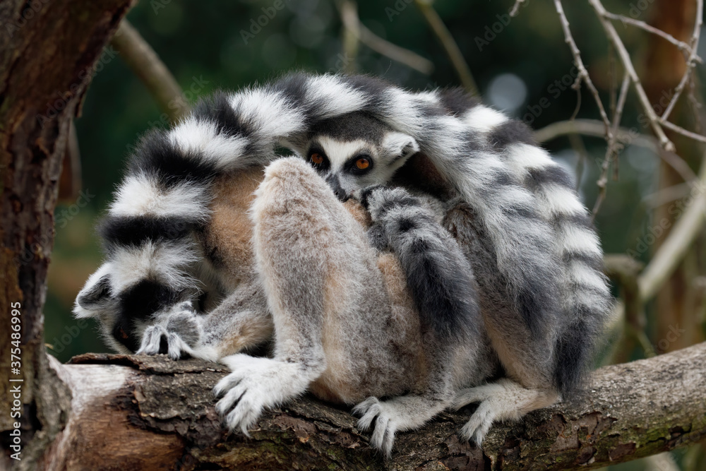 Portrait of ring-tailed lemur, Lemur catta, covered by striped fluffy tails. Family of lemurs relaxing on branch. Endangered animals. Wildlife scene with cute mammals. Social behavior of primates.