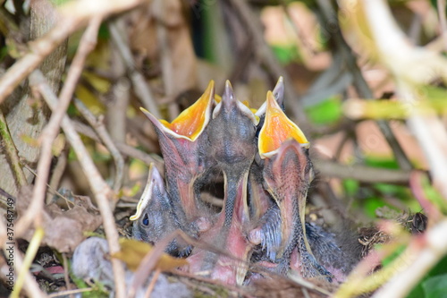 Vogel Kücken Nest photo