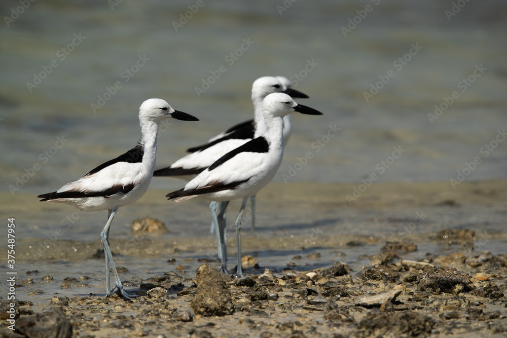 Crab plovers looking ahead at Busaiteen coast, Bahrain Crab plovers looking ahead at Busaiteen coast, Bahrain