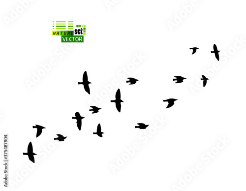A flock of flying birds. Vector illustration