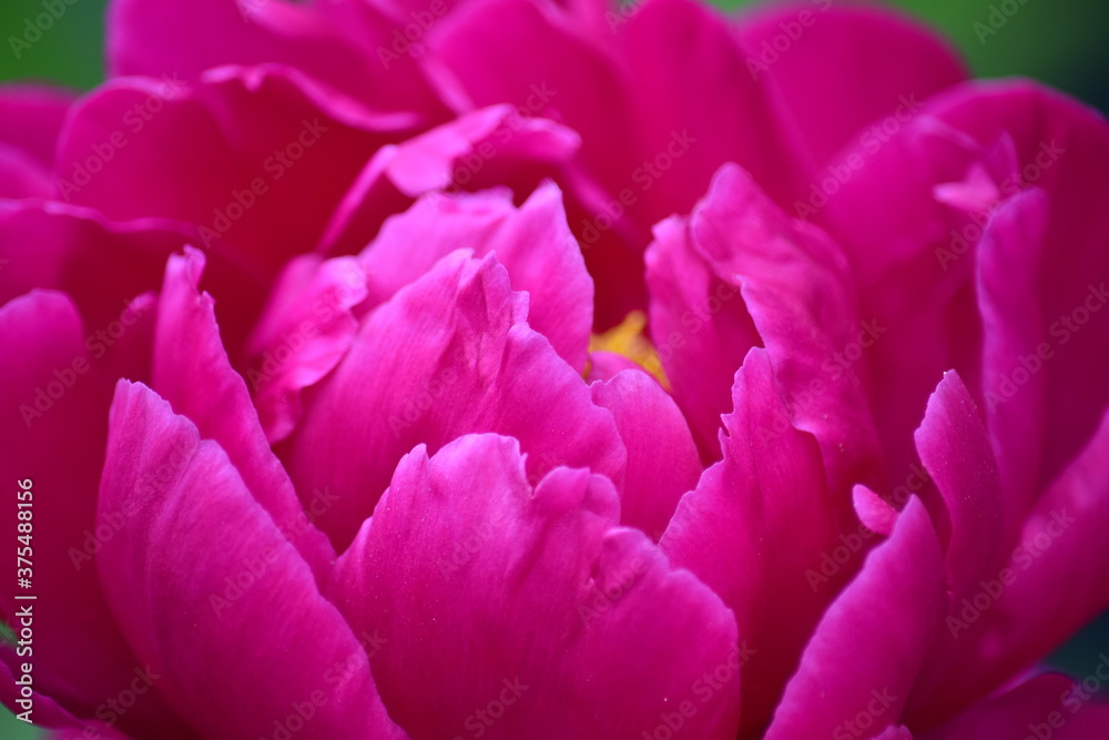 Fototapeta premium Blume