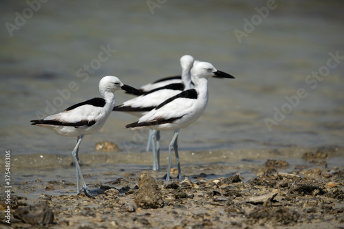 Crab plovers at Busaiteen coast during low tide, Bahrain