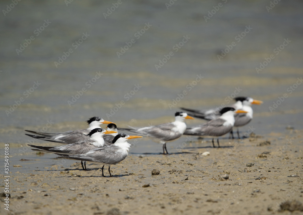 Greater Crested Terns at Busaiteen coast, Bahrain Greater Crested Terns at Busaiteen coast, Bahrain
