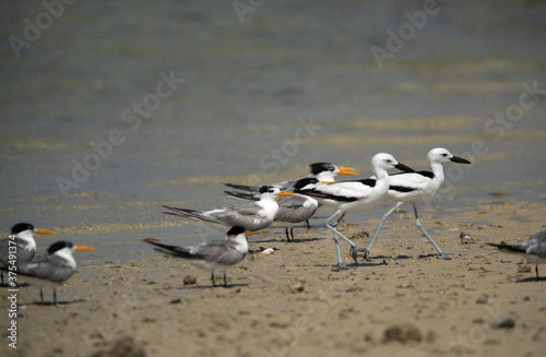 Crab plovers walking in mids of Greater crested terns at Busaiteen coast, Bahrain