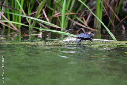 turtle in the pond © Elena Bandurka